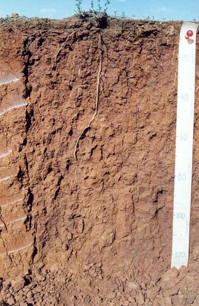 Red Chromosol showing roots at surface and deeper lucerne roots. Photo David McKenzie